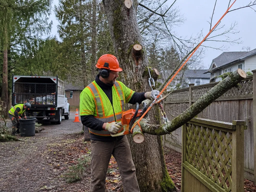Tree Removal
